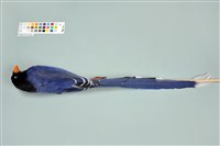 臺灣藍鵲藏品圖，第13張